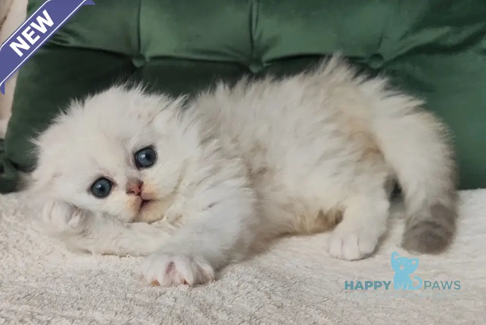 Luchik Scottish Fold male black silver shaded live animals