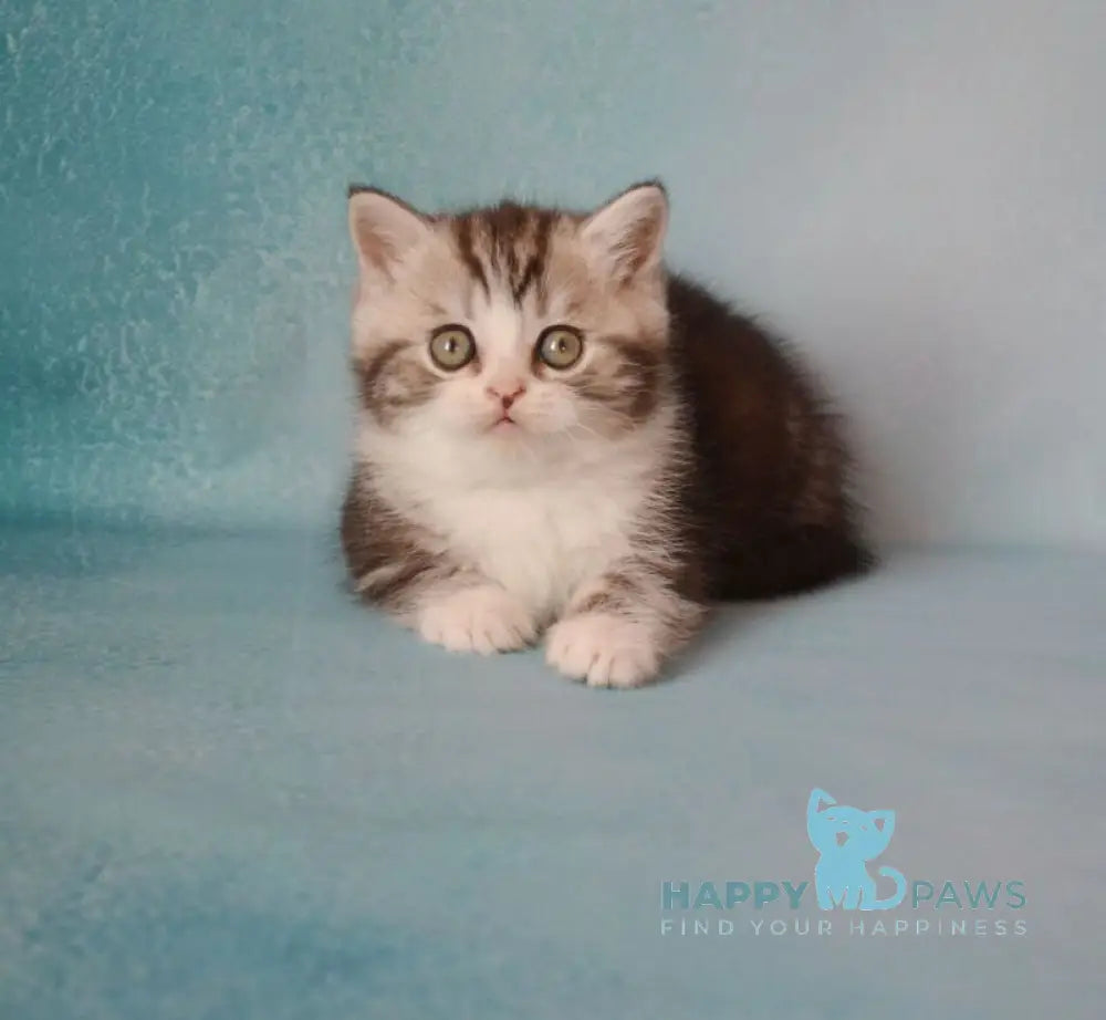 Luchik Scottish Straight male black silver tabby bicolour live animals