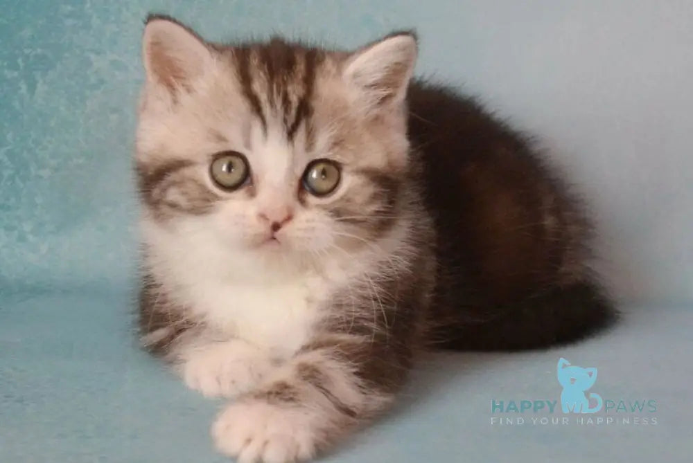 Luchik Scottish Straight male black silver tabby bicolour live animals