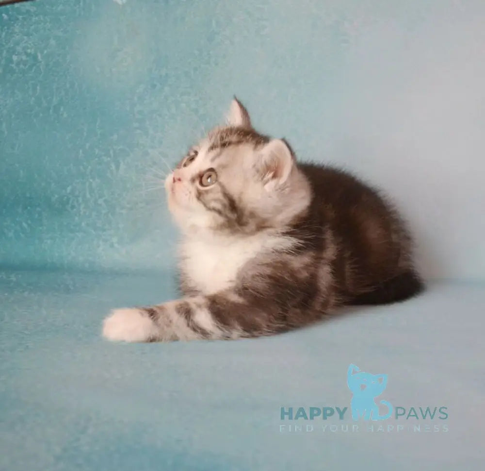 Luchik Scottish Straight male black silver tabby bicolour live animals