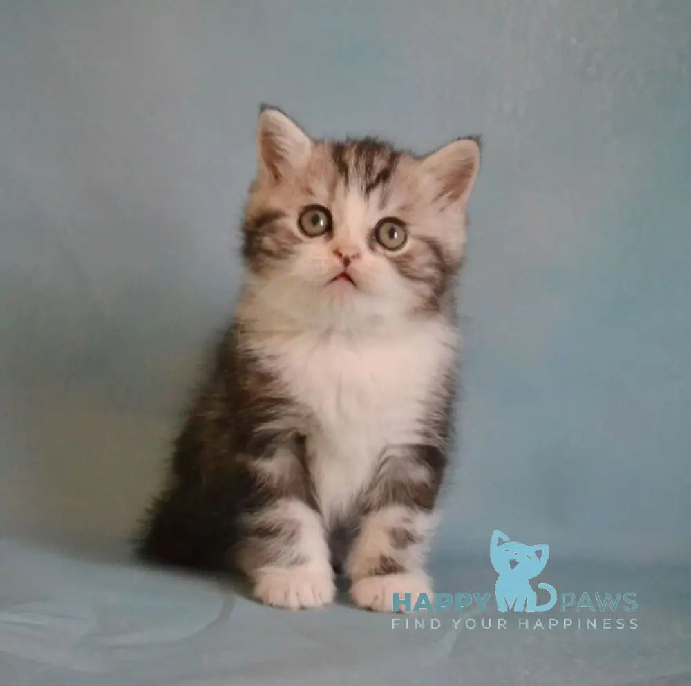 Luchik Scottish Straight male black silver tabby bicolour live animals