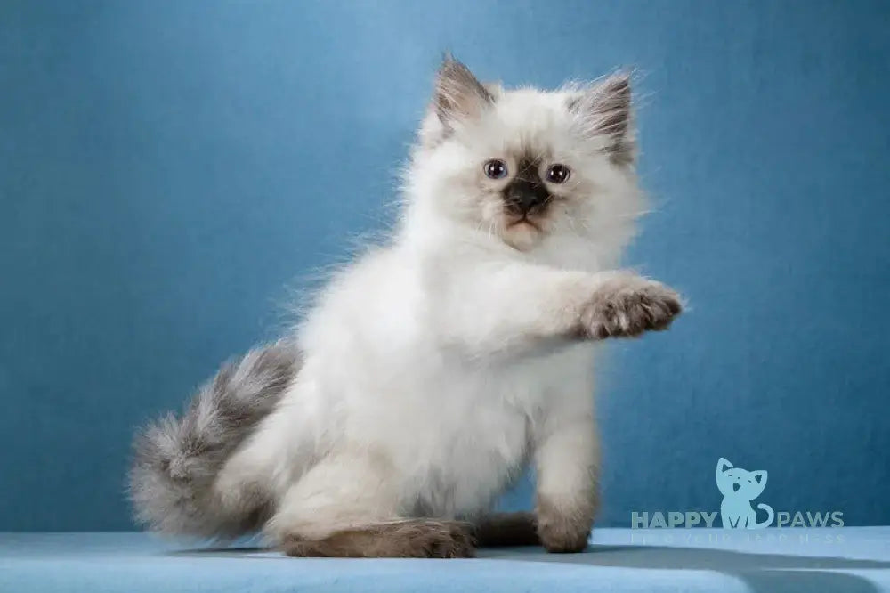 Lucia Neva Masquerade female black pointed live animals