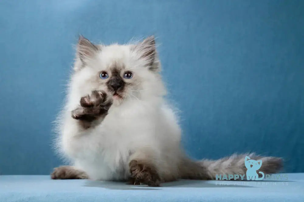 Lucia Neva Masquerade female black pointed live animals