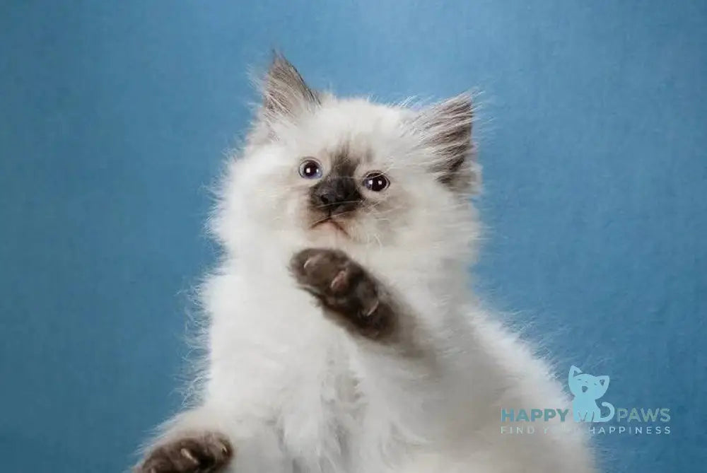 Lucia Neva Masquerade female black pointed live animals