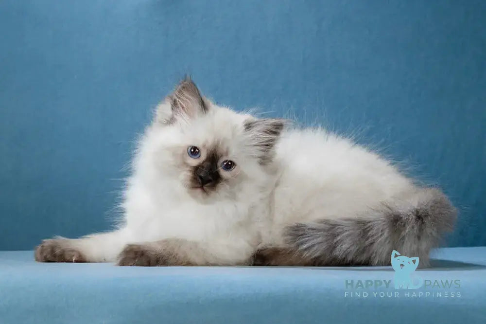 Lucia Neva Masquerade female black pointed live animals