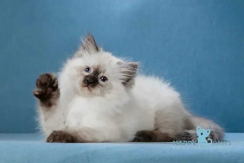 Lucia Neva Masquerade female black pointed live animals