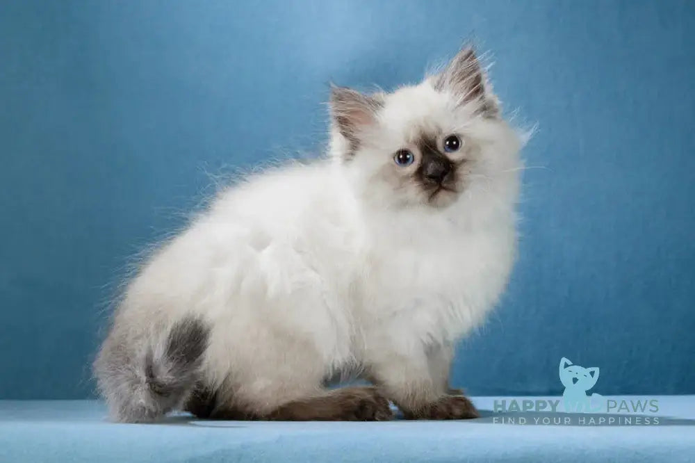 Lucia Neva Masquerade female black pointed live animals