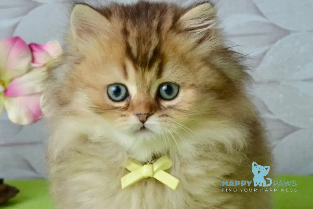 Lucia Scottish Straight female black golden ticked tabby live animals