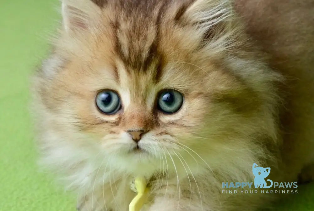 Lucia Scottish Straight female black golden ticked tabby live animals
