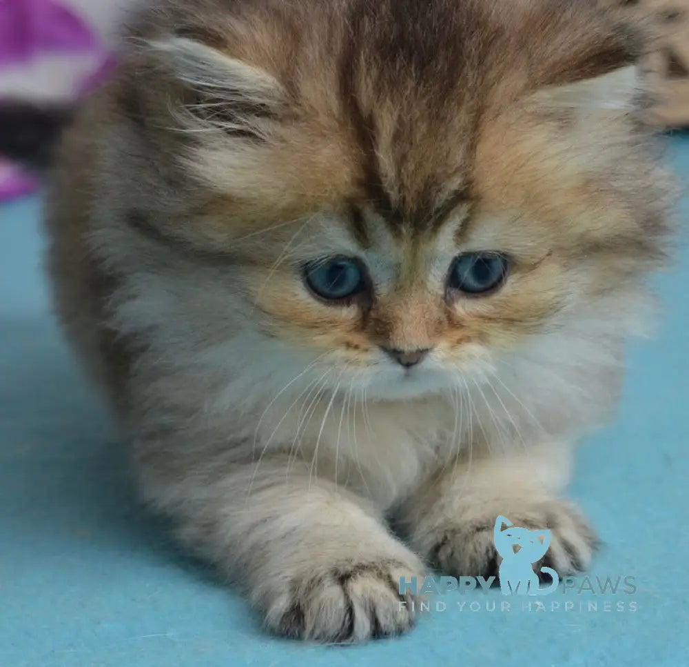 Lucia Scottish Straight female black golden ticked tabby live animals