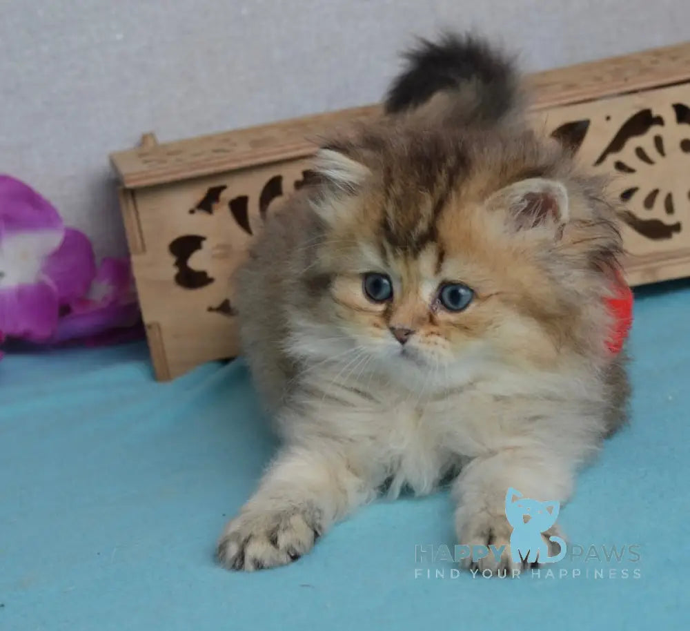 Lucia Scottish Straight female black golden ticked tabby live animals