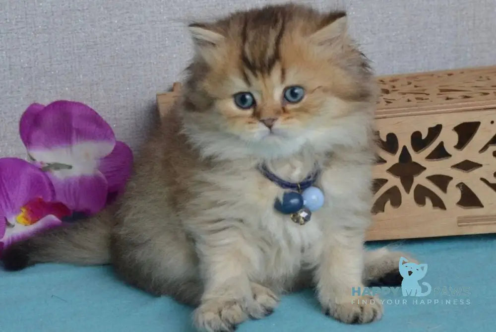 Lucia Scottish Straight female black golden ticked tabby live animals
