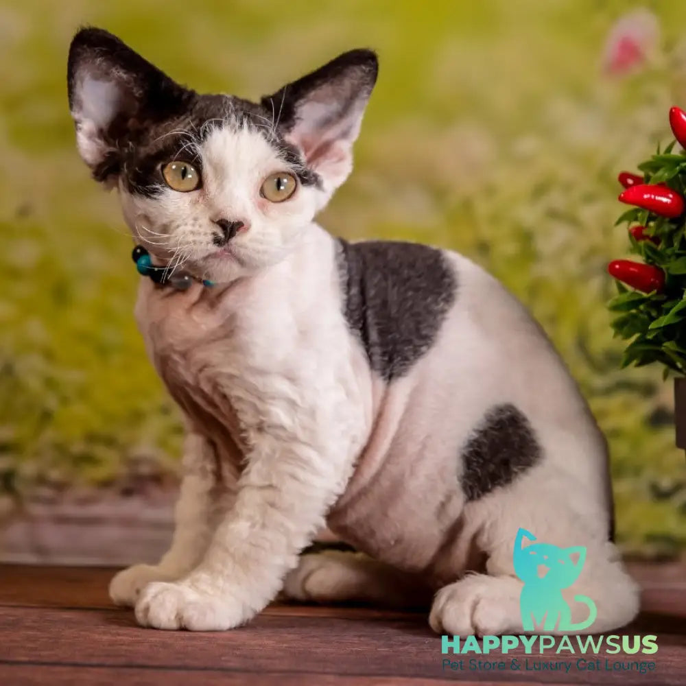 Lucke Devon Rex male black harlequin - live animals