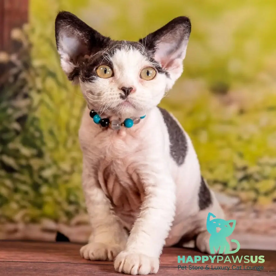 Lucke Devon Rex male black harlequin - live animals