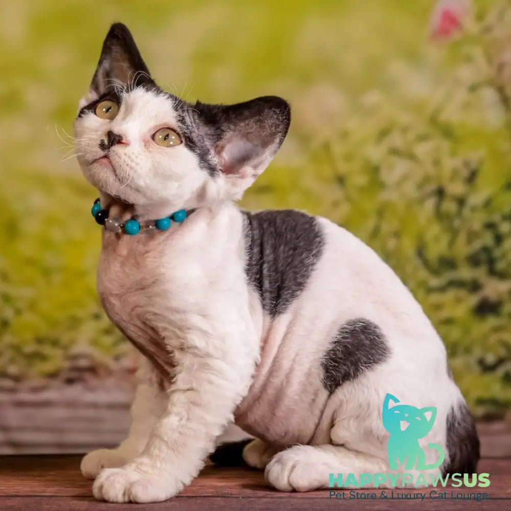 Lucke Devon Rex male black harlequin - live animals