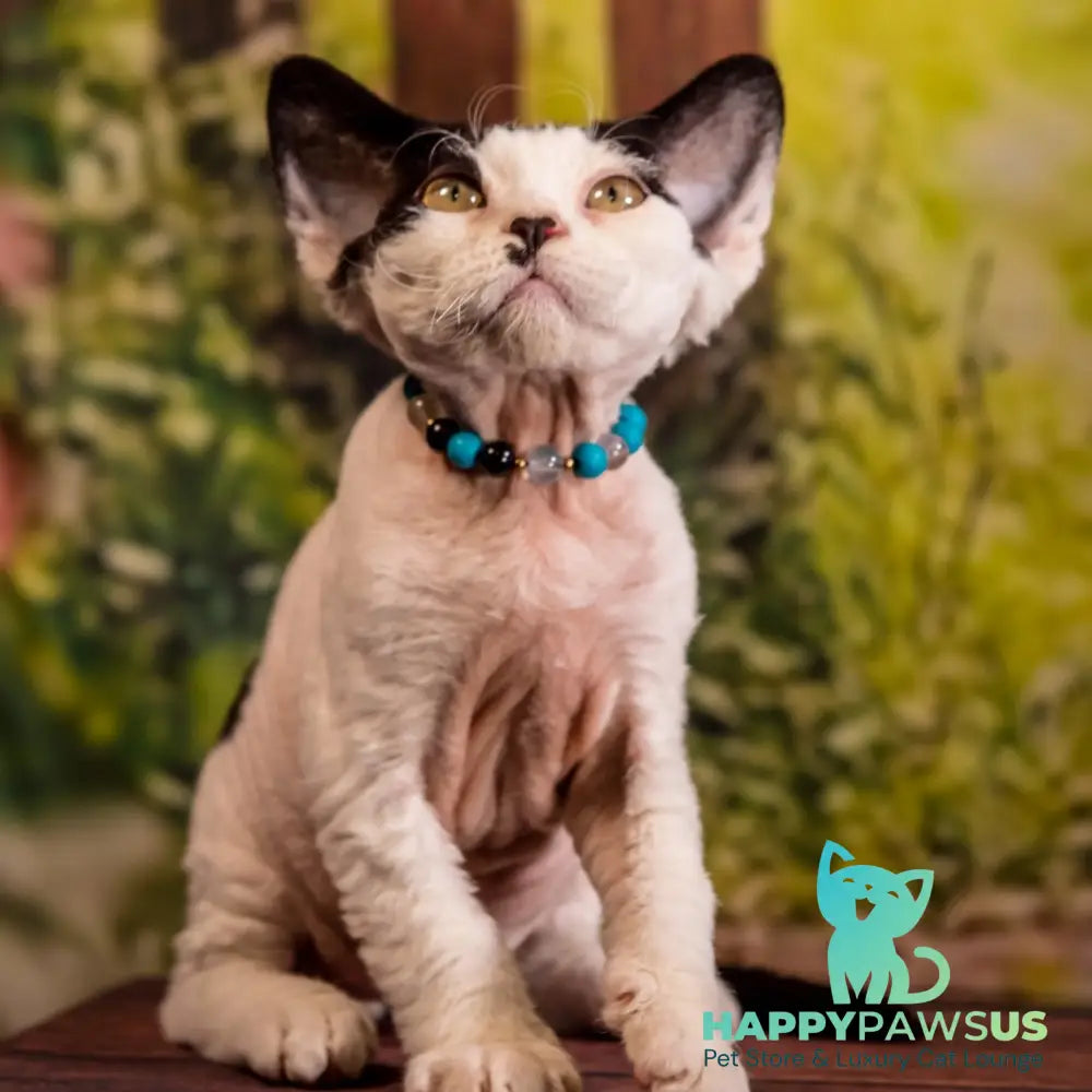 Lucke Devon Rex male black harlequin - live animals