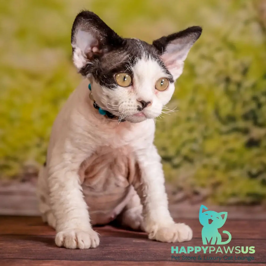 Lucke Devon Rex male black harlequin - live animals