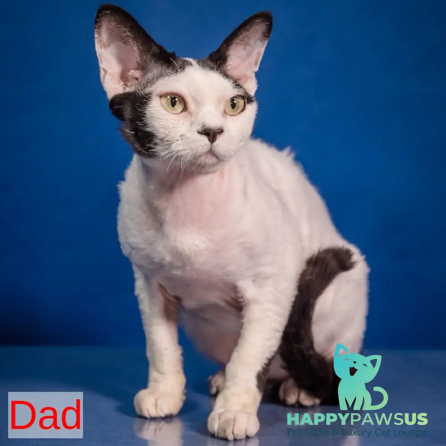 Lucke Devon Rex male black harlequin - live animals