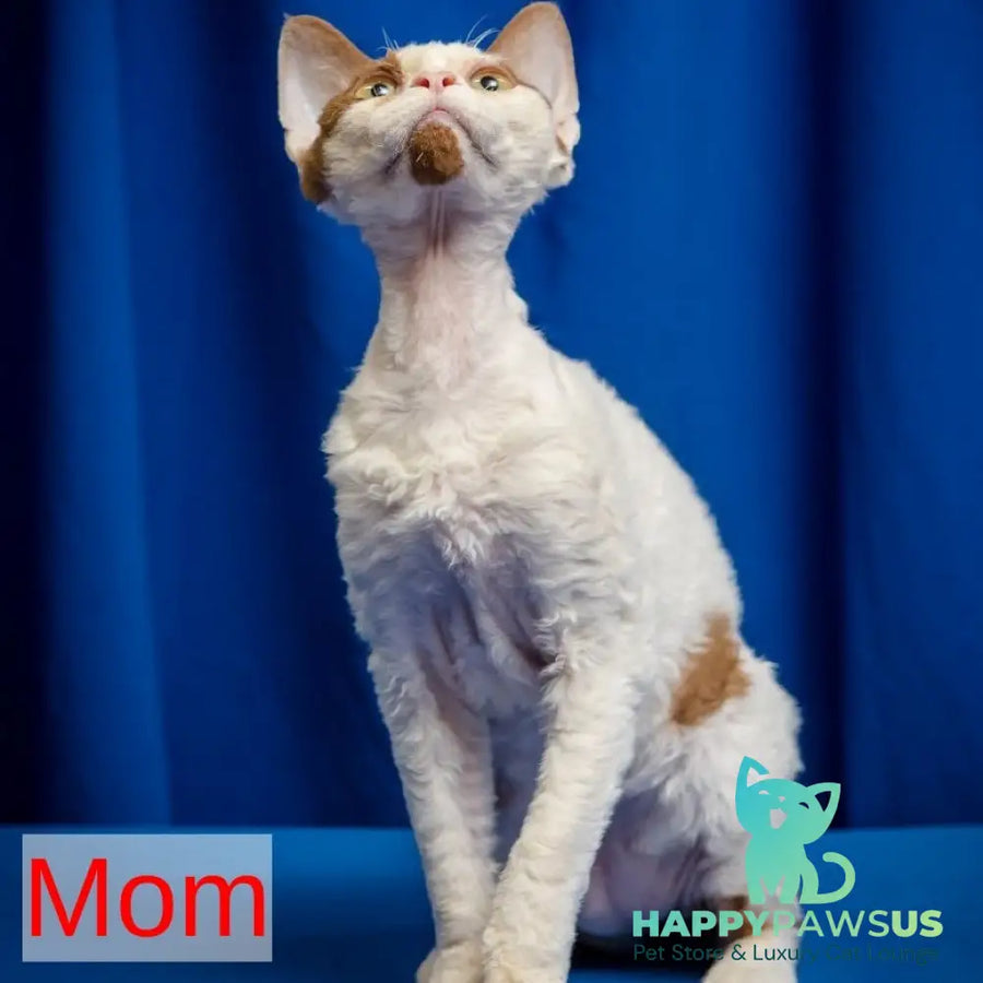 Lucke Devon Rex male black harlequin - live animals