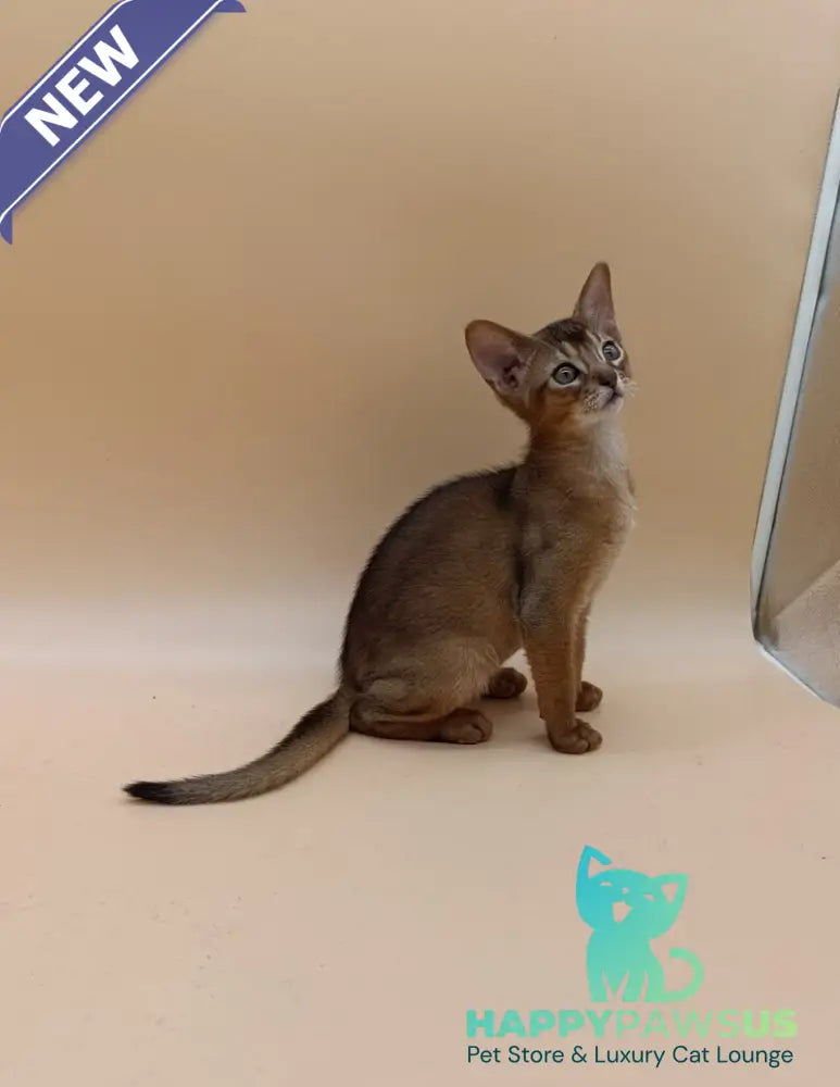 Lucky Abyssinian male ruddy - live animals