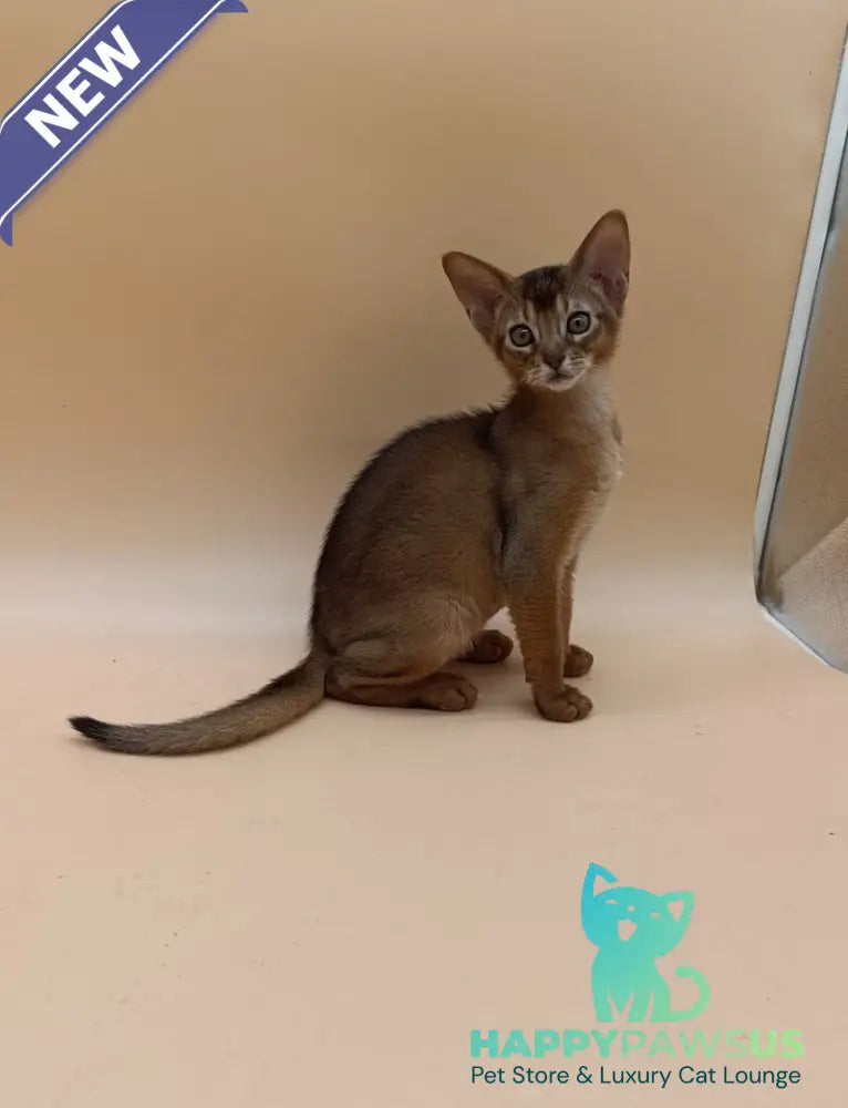 Lucky Abyssinian male ruddy - live animals