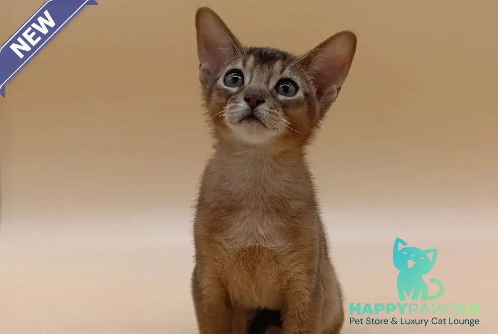 Lucky Abyssinian male ruddy - live animals