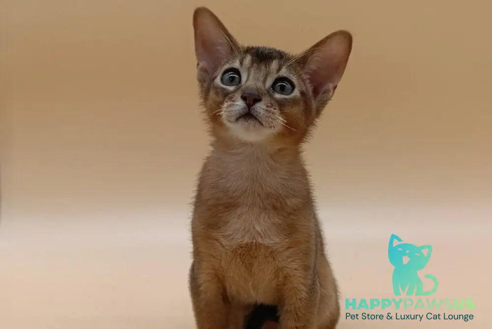 Lucky Abyssinian male ruddy - live animals