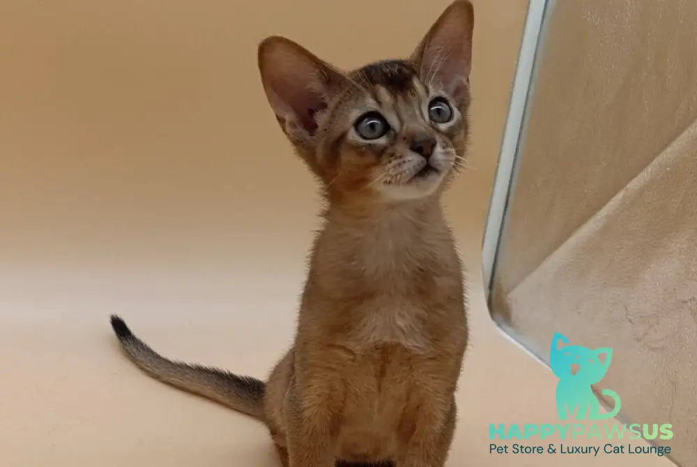Lucky Abyssinian male ruddy - live animals