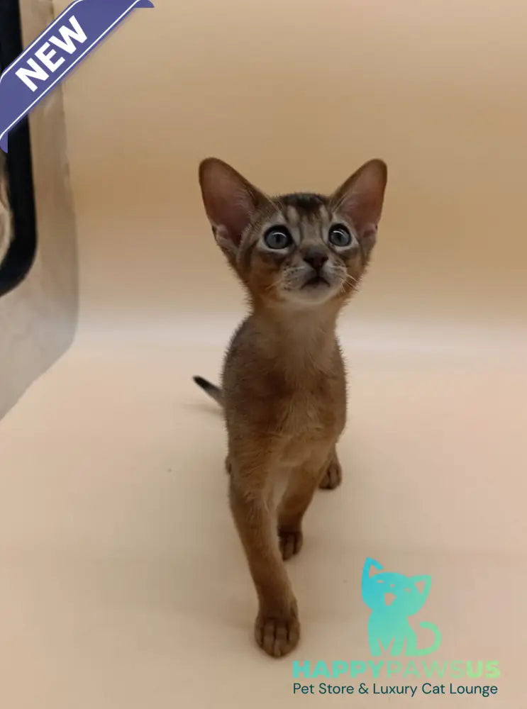 Lucky Abyssinian male ruddy - live animals