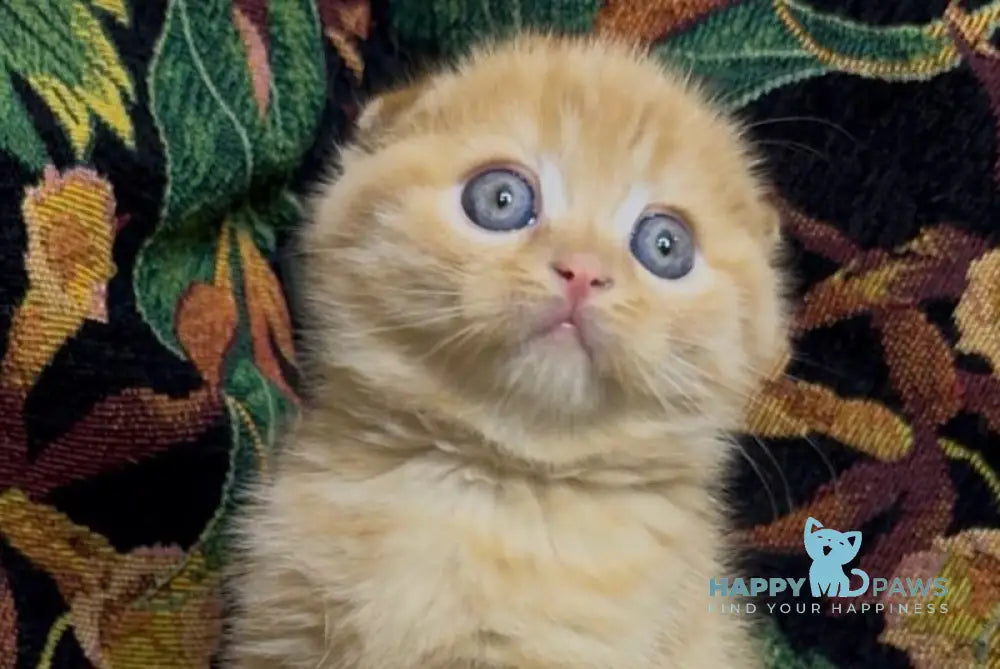 Lucky Boy Scottish Fold male red spotted tabby live animals