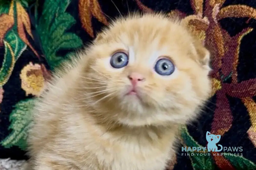 Lucky Boy Scottish Fold male red spotted tabby live animals