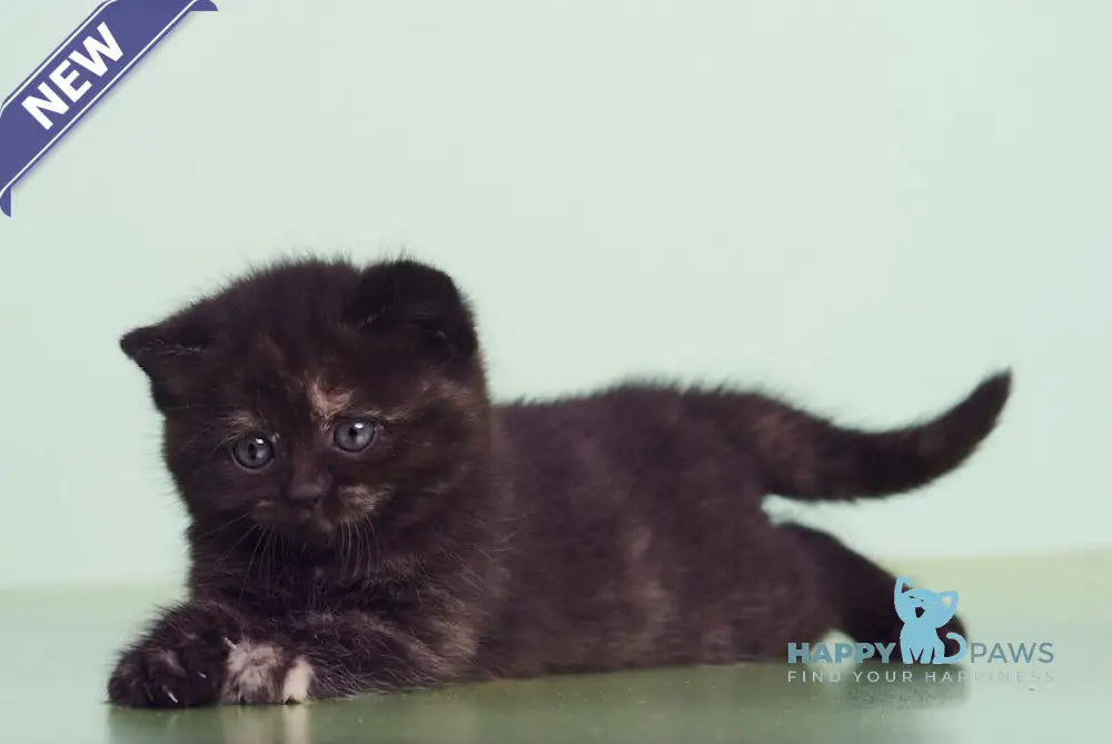 Lucky British Shorthair female black tortie live animals