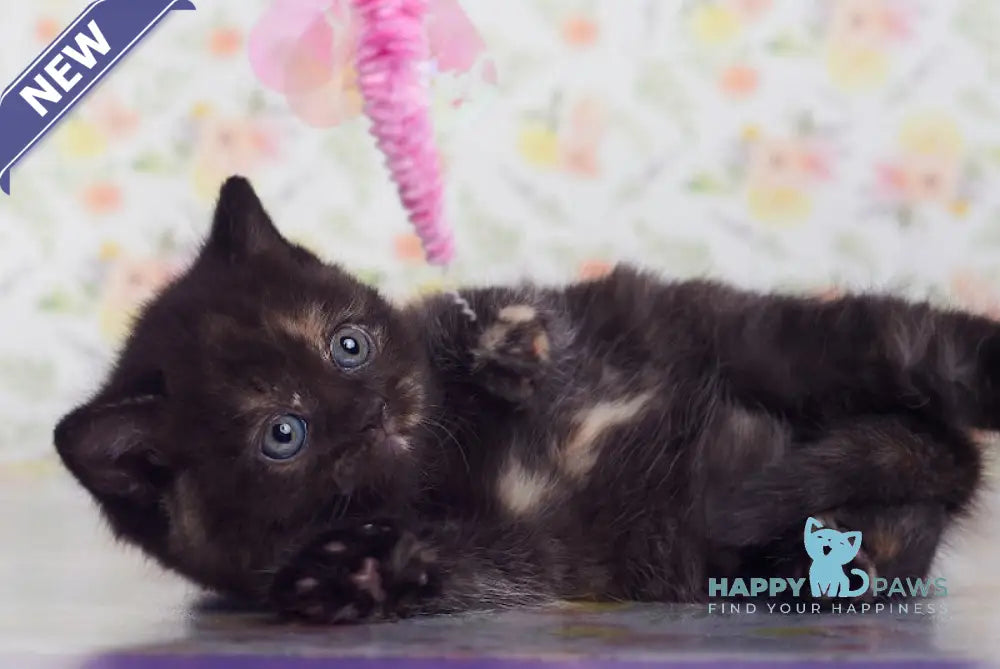 Lucky British Shorthair female black tortie live animals