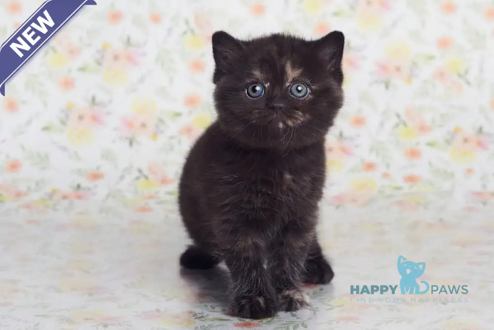 Lucky British Shorthair female black tortie live animals