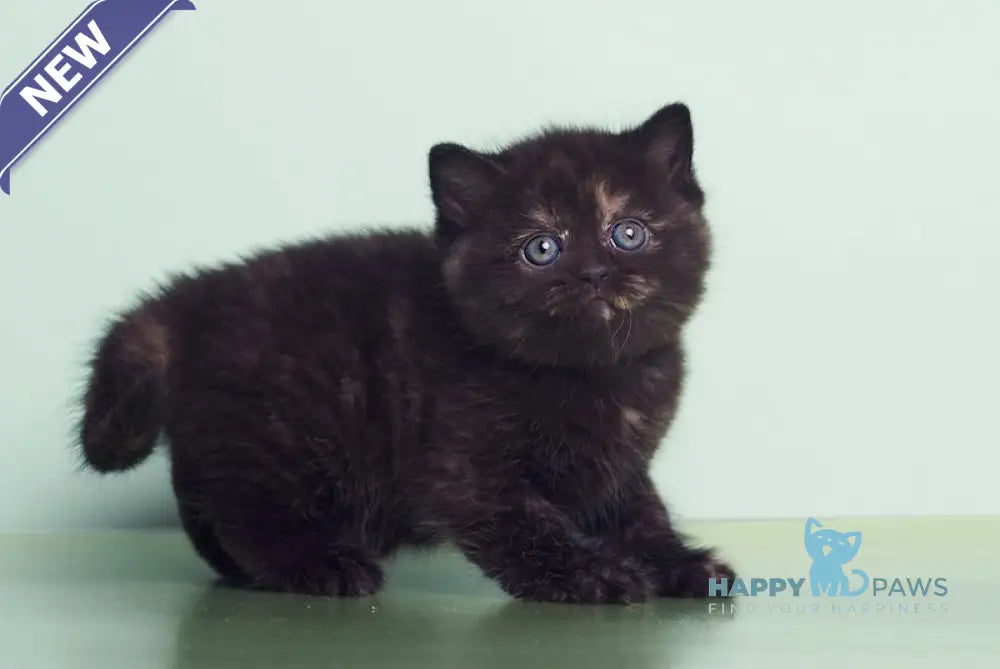Lucky British Shorthair female black tortie live animals