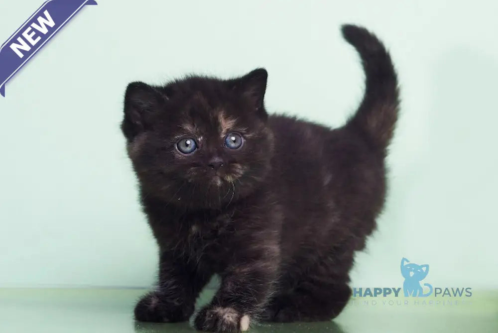 Lucky British Shorthair female black tortie live animals