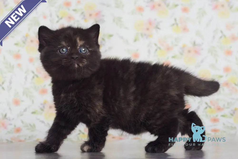 Lucky British Shorthair female black tortie live animals