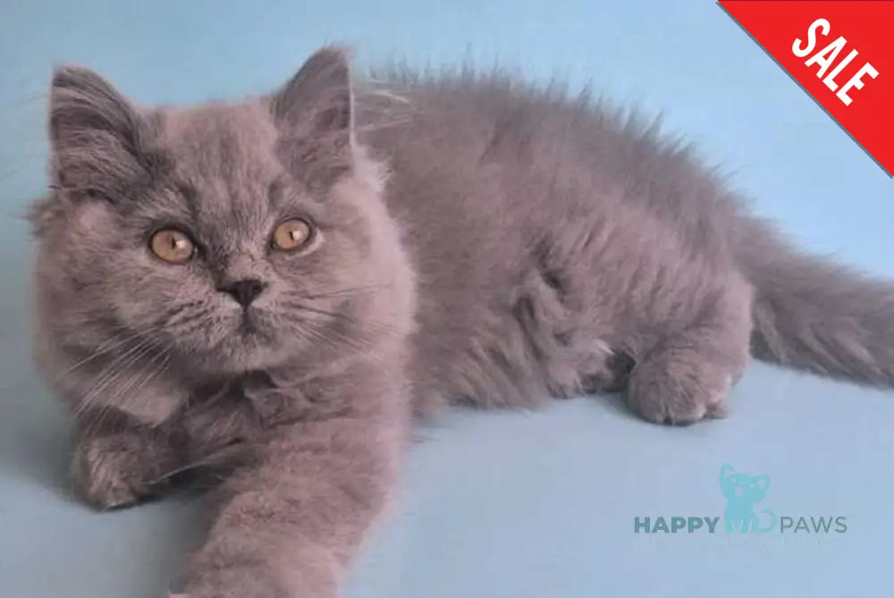 Lucky British Shorthair male blue live animals