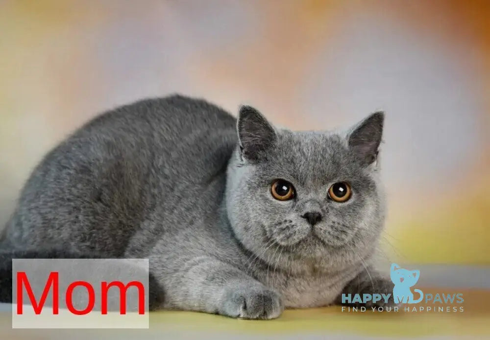 Lucky British Shorthair male blue live animals
