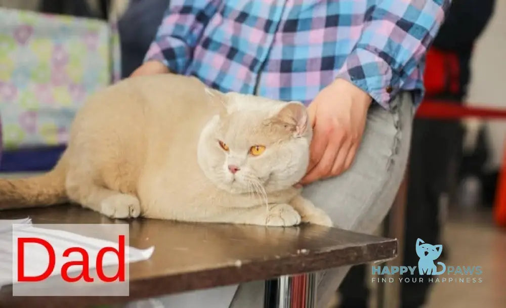 Lucky British Shorthair male blue live animals