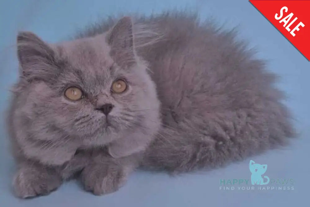 Lucky British Shorthair male blue live animals