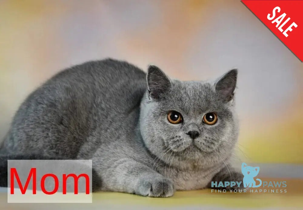 Lucky British Shorthair male blue live animals