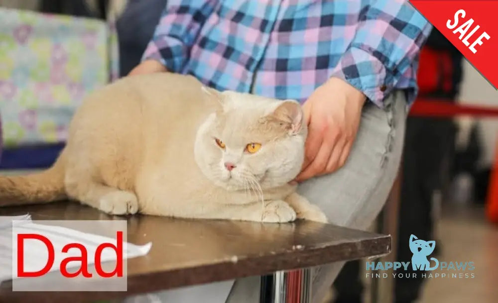 Lucky British Shorthair male blue live animals