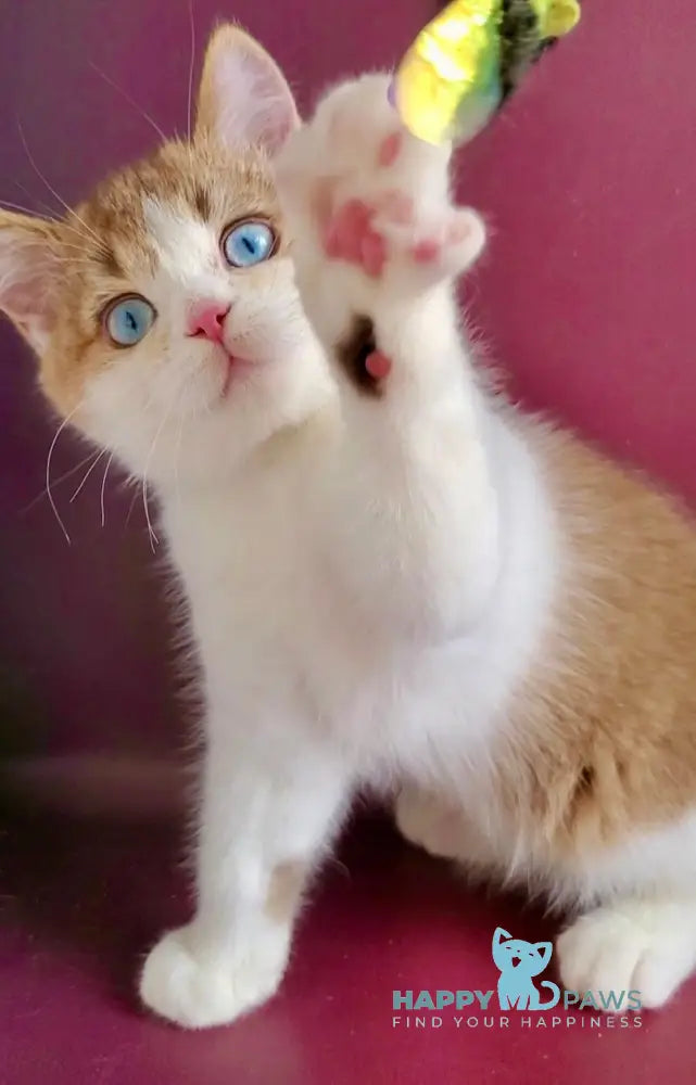 Lucky British Shorthair male chocolate golden shaded bicolour live animals