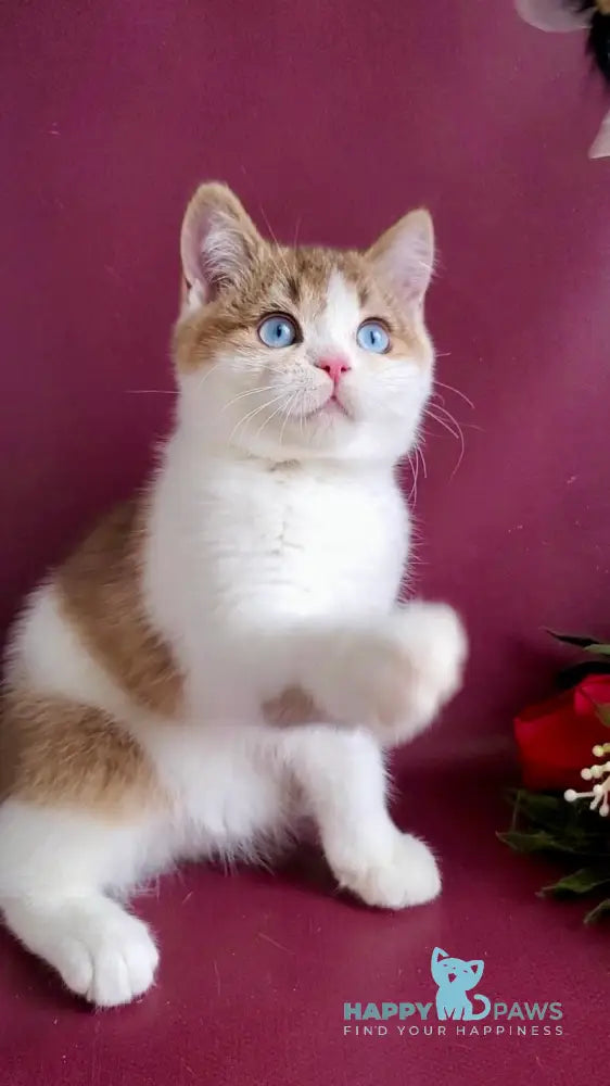 Lucky British Shorthair male chocolate golden shaded bicolour live animals