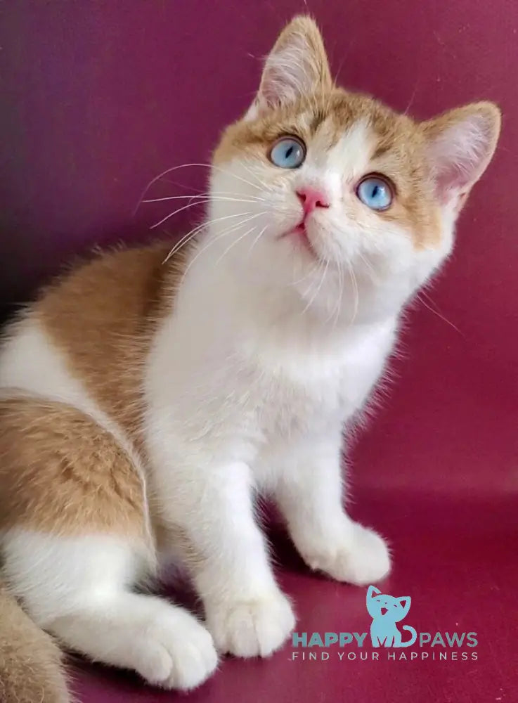 Lucky British Shorthair male chocolate golden shaded bicolour live animals