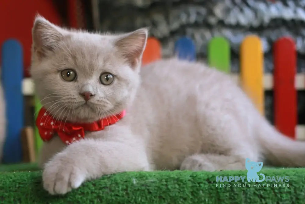 Lucky British Shorthair male fawn live animals
