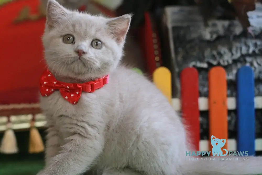 Lucky British Shorthair male fawn live animals