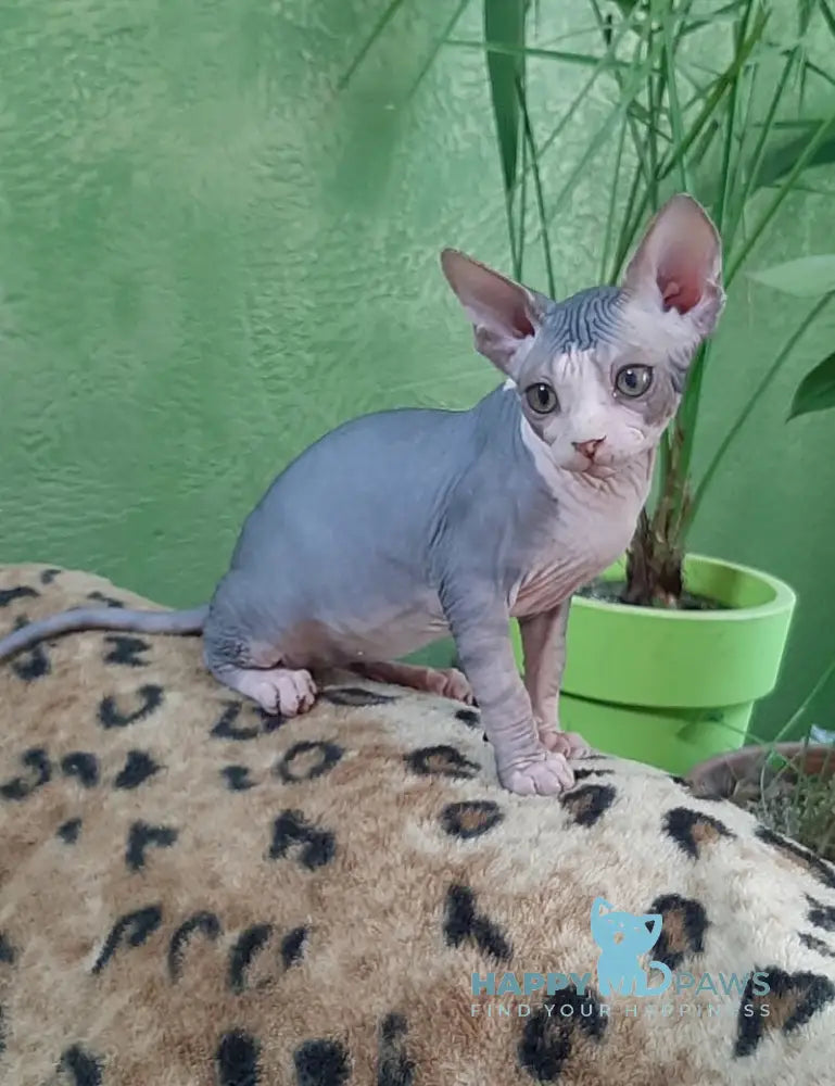 Lucky Canadian Sphynx female black tabby bicolour live animals