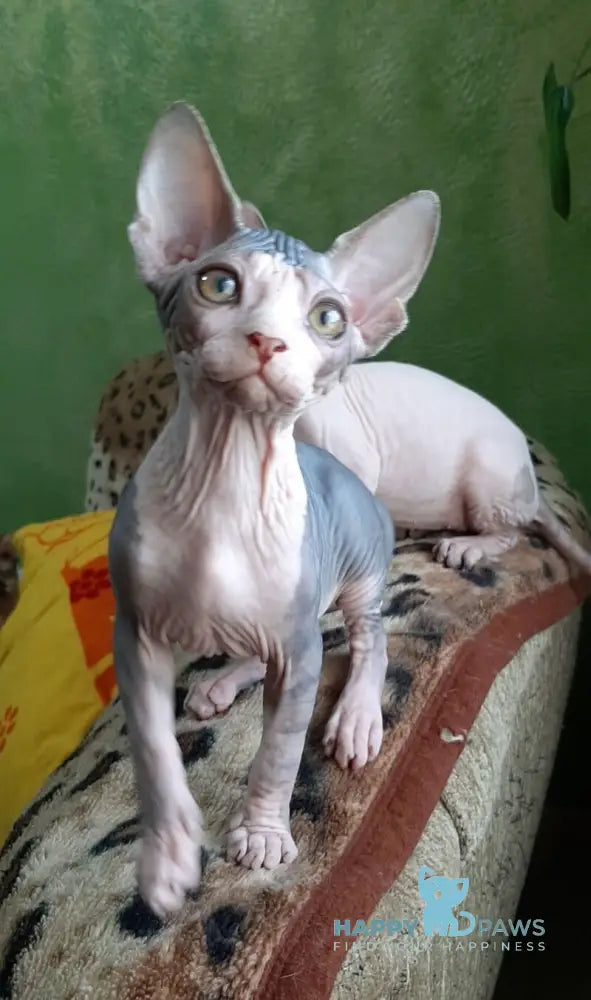Lucky Canadian Sphynx female black tabby bicolour live animals